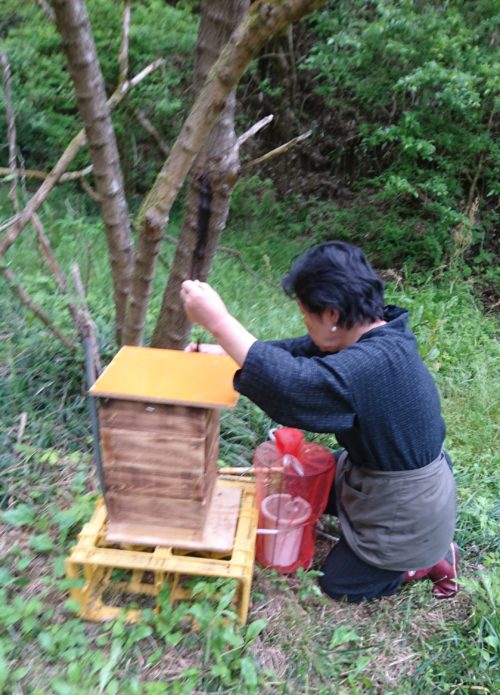 JRA畜産振興事業　養蜂GAP次世代育成調査研究事業